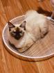 Ragdoll Katzen dame