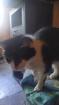 Katzen sucht neues Zuhause