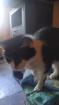 Katzen sucht neues Zuhause