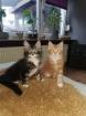 Maine Coon Kitten Stammbaum/ alte Linie