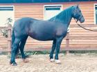 Kompakte vielseitig einsetzbare Welsh Cob Stute
