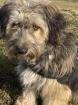 Hunde Betreuung